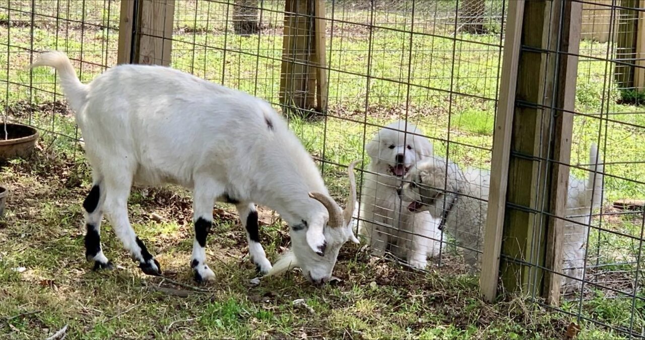 Great Pyrenees Guardian Training & Puppy Bonding Continues! 😊ðŸ«