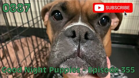 [0887] GOOD NIGHT PUPPIES - EPISODE 355 [#dogs #doggos #doggos #puppies #dogdaycare]