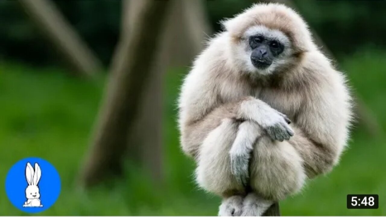 Cute Gibbons playing and climbing