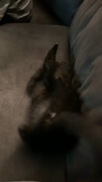 Them claws are bigger then you!!