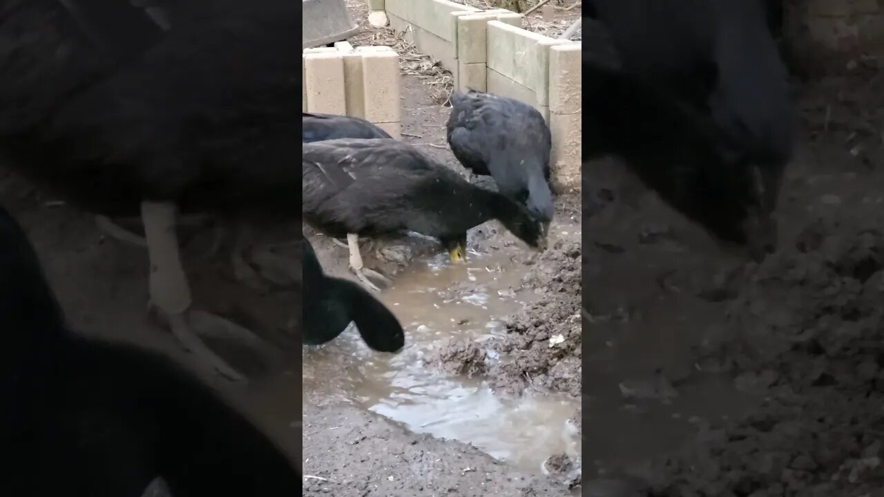 Ducks just love mud piles (Cayuga ducks enjoying some muddy water) #shorts