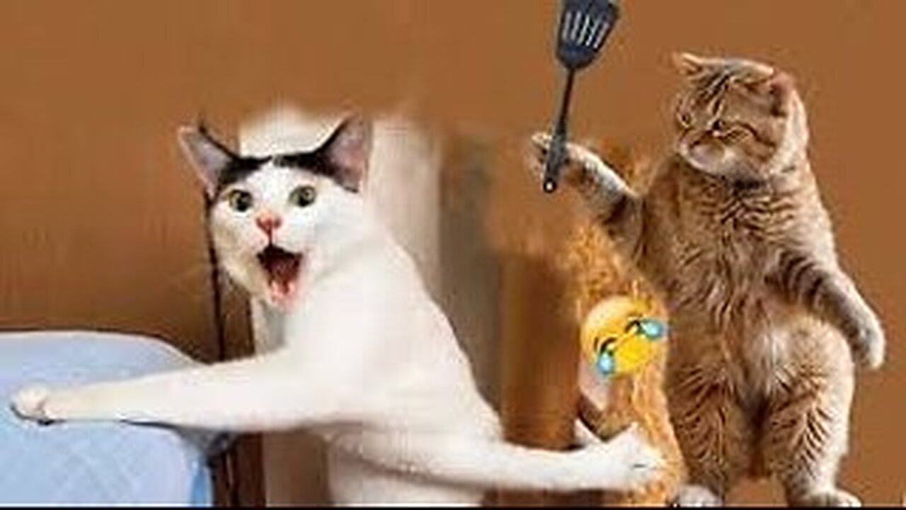 🐱🐶Best Funny Animals 😂