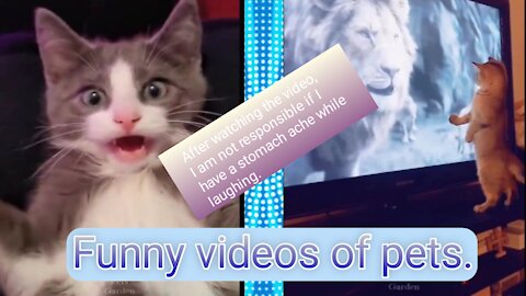 OMG😳 so cute cats🥰 best funny cat video.