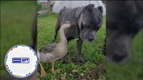 Garth the dog and a goose make adorable yet unlikely animal friends |