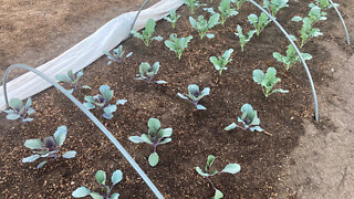 Cabbage & Broccoli Fall Transplants