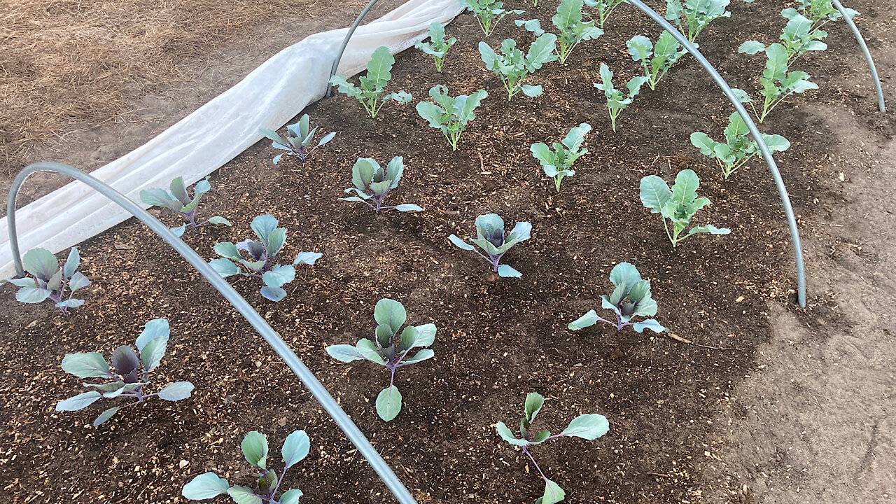 Cabbage & Broccoli Fall Transplants