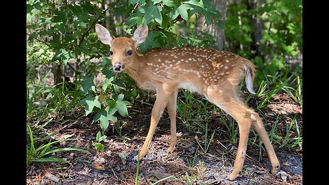 Our Pet Baby Deer | Triplet Update