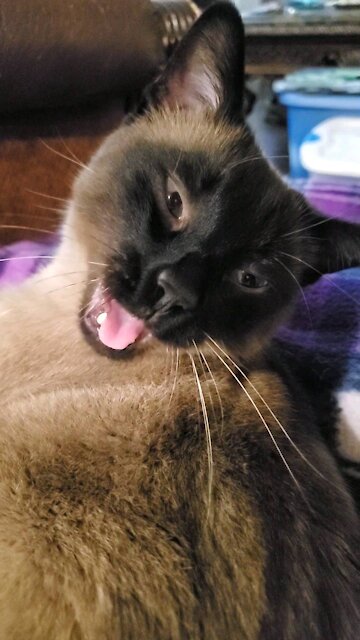 Beautiful Sleepy Cat