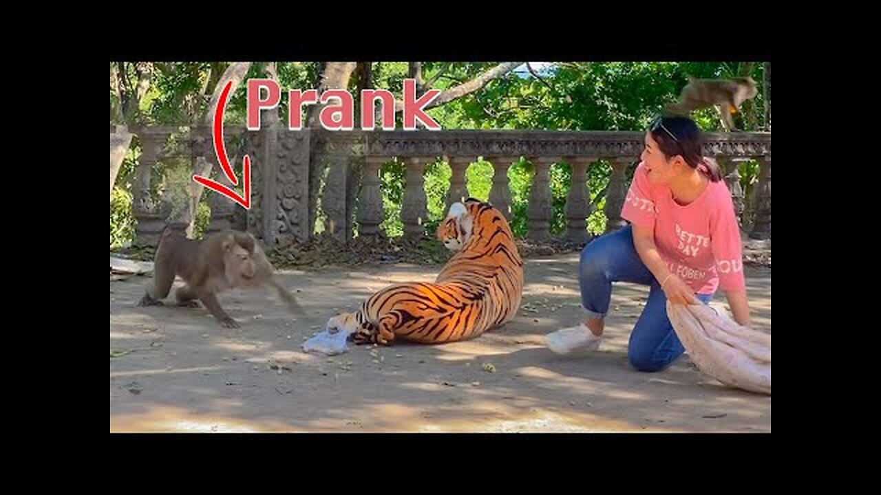 Fake Tiger Prank Monkey So Funny in 2020