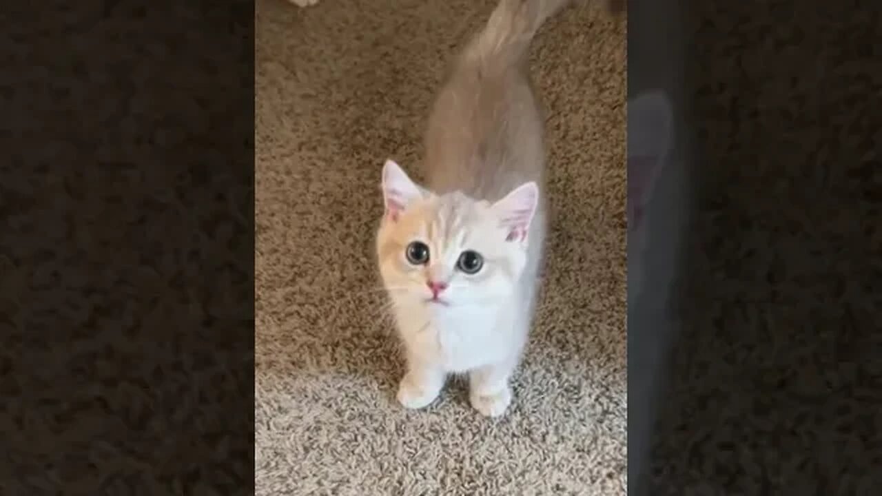 CAT VIDEO