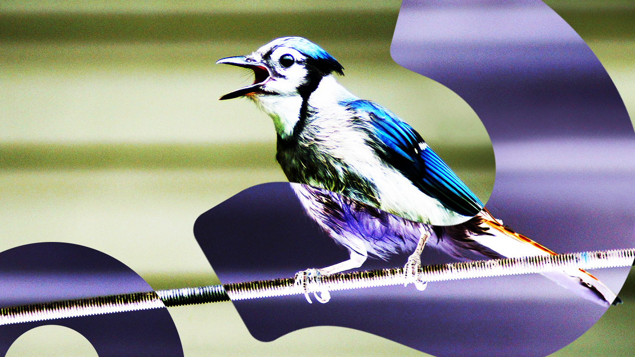 HowStuffWorks NOW: Birds Are Shouting over You to be Heard