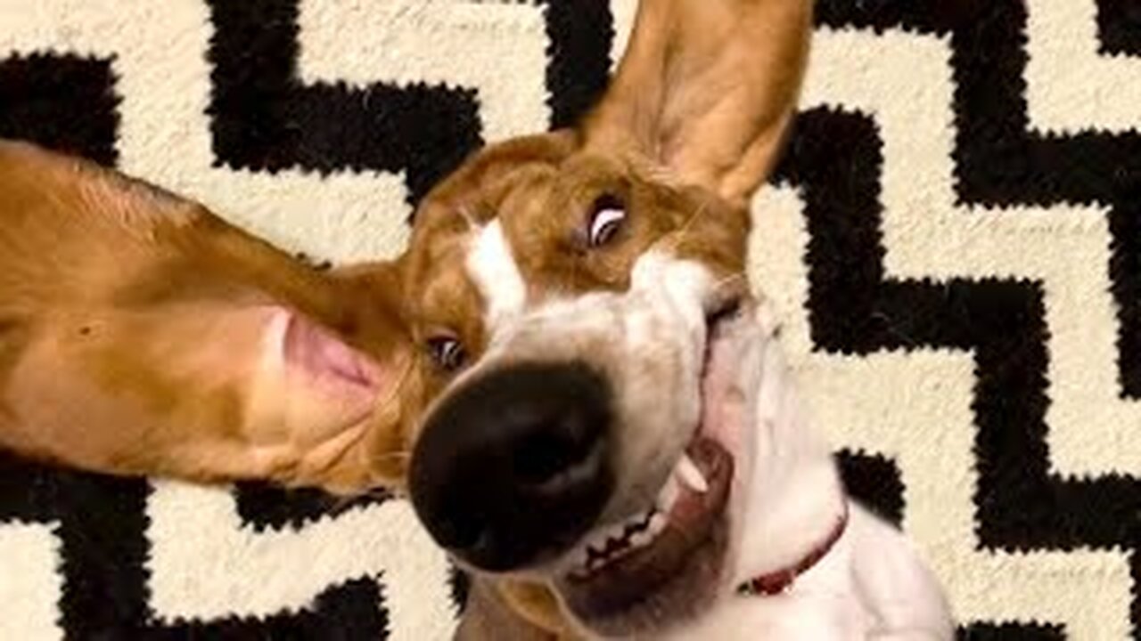 That's One Goofy Dog | Funniest Pets Of The Week