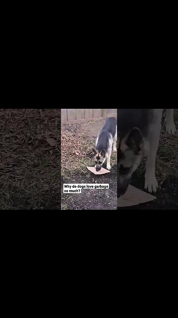 Mischievous Maple Is At It Again #shorts #doggo #dogmeme #cute #shepsky