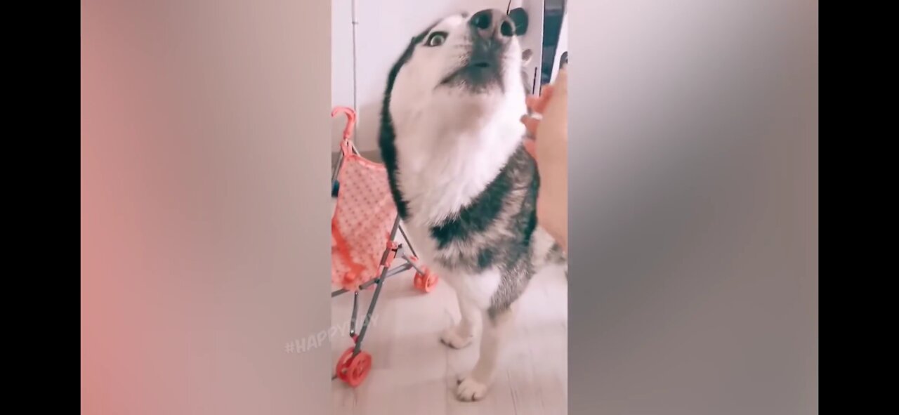 FUNNY CAT 2021 AND OTHER ANIMALS / 10 MINUTES OF LAUGHTER / FUNNY ANIMALS 2021 / BEST CAT FUN