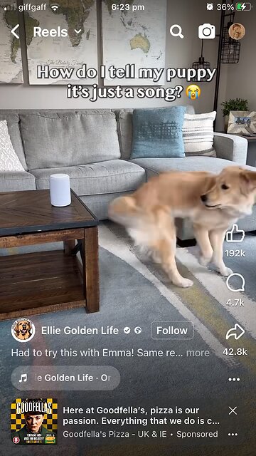 Dog : turn around song