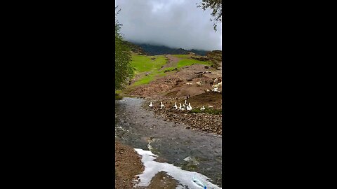 Good morning, Zagros Forest, Lorestan Province, Iran!