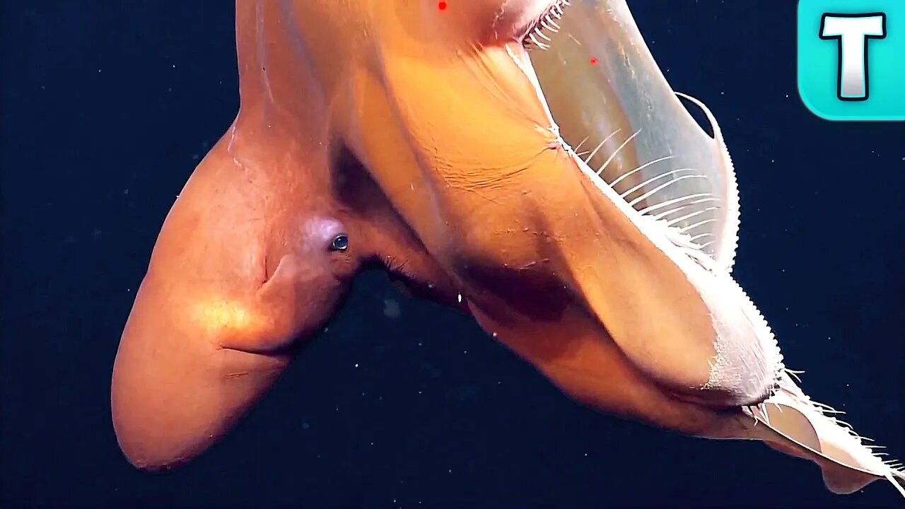 Dark World of the Dumbo Octopus