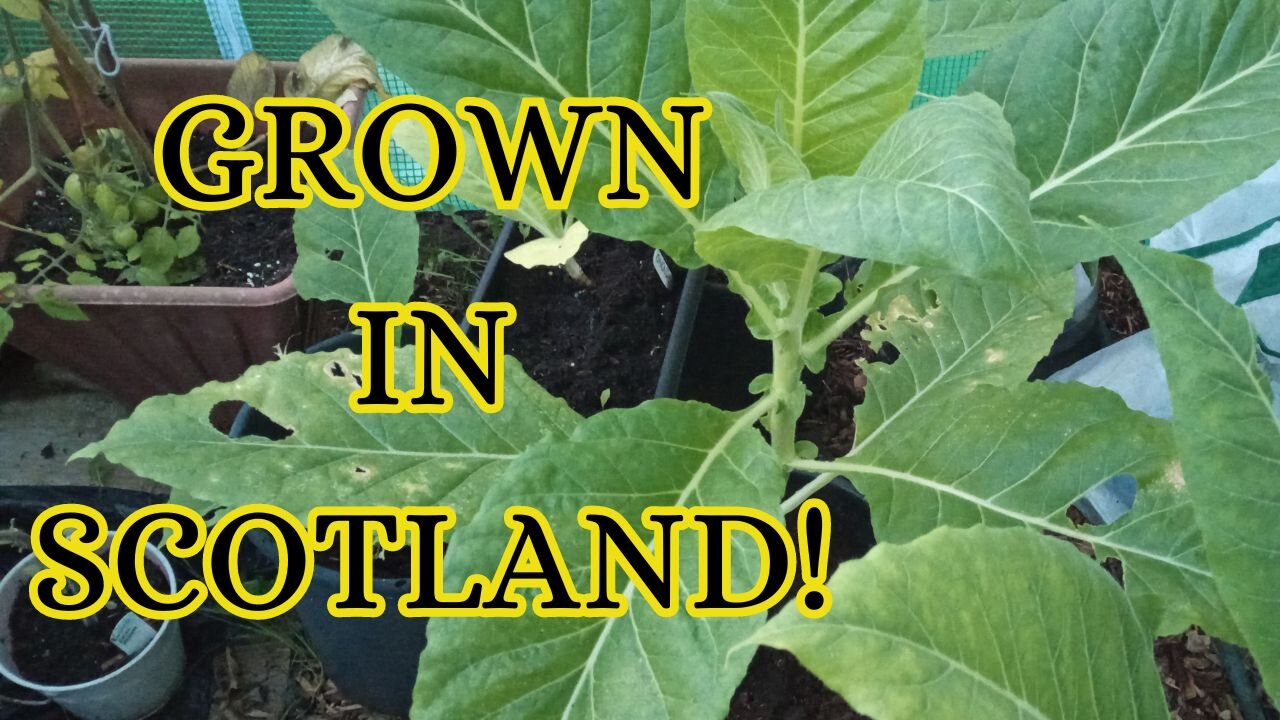 Tobacco grown in Scotland?! Is is possible?