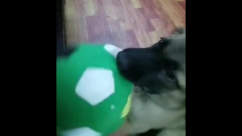 Naughty puppy bitting a ball