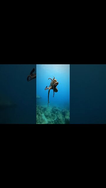 Is the Octopus dancing? If it is, this will be Most beautiful dance🐙⁣#shorts