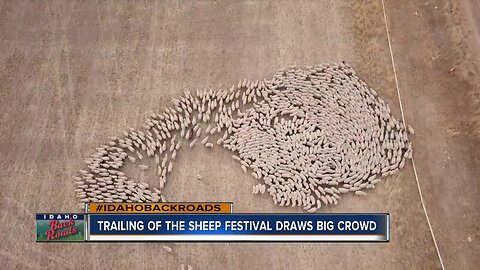 Sheep parade culminates the end of the 23rd Trailing of the Sheep Festival in Ketchum