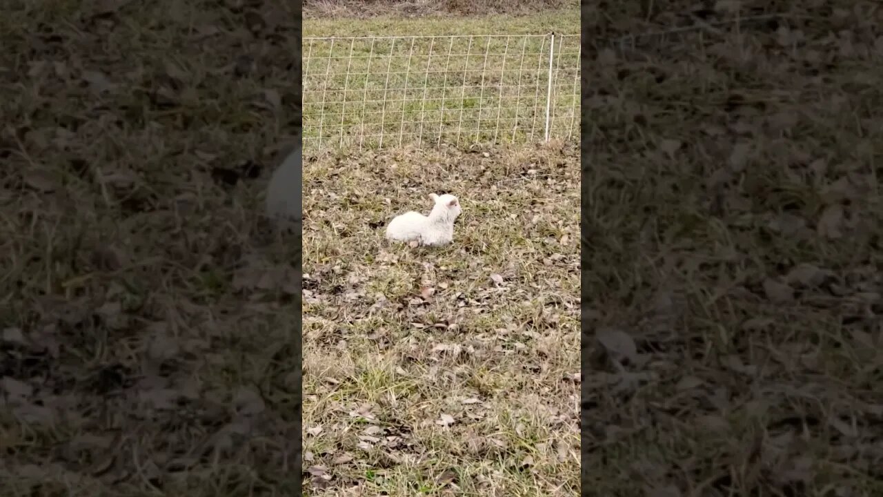 Baby Lamb Chewing Cud #animals #homesteading #shorts #music