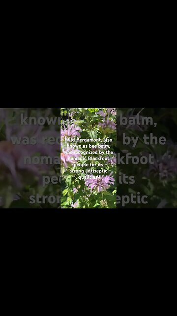 Wild Bergamont #farmlife #wildflowers #beebalm