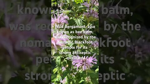 Wild Bergamont #farmlife #wildflowers #beebalm