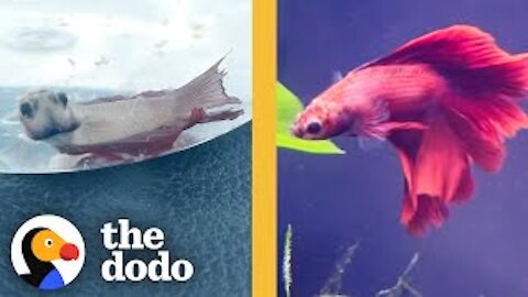 Betta Fish Who Wouldn't Eat Or Swim Is Completely Transformed