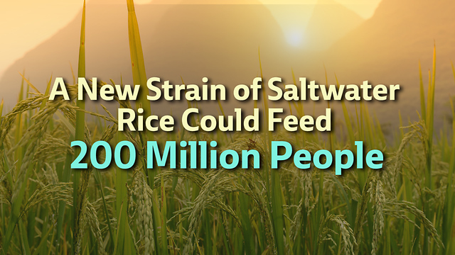 A New Strain of Saltwater Rice Could Feed 200 Million People