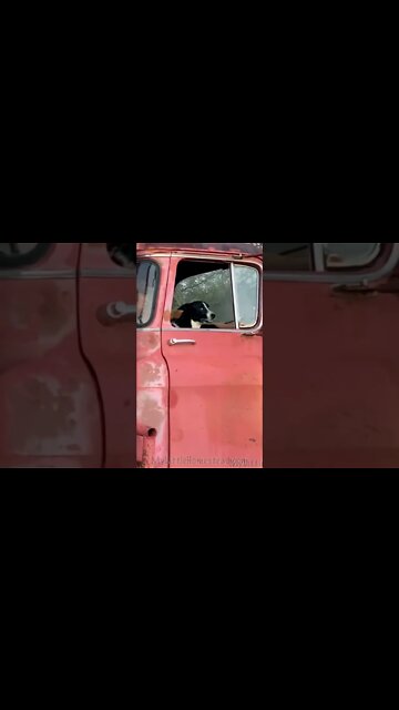 🚒 Dog is Not Impressed 🚒