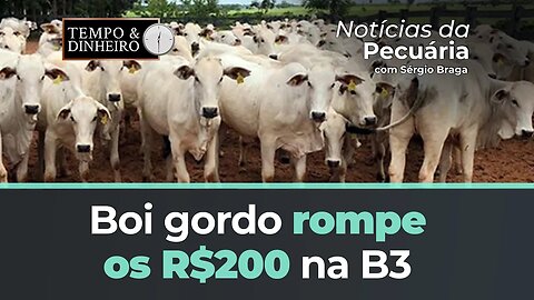 Boi gordo rompe os R$200 na B3 e ainda não encontrou piso no mercado físico