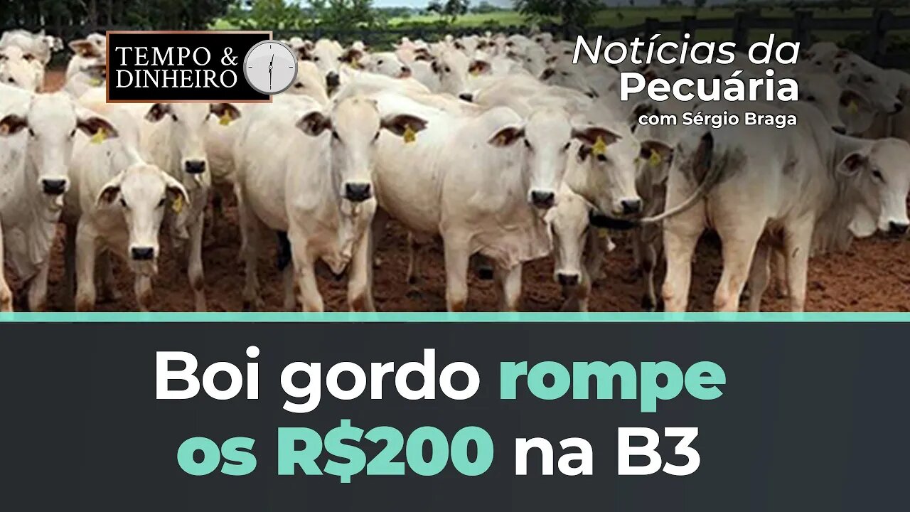 Boi gordo rompe os R$200 na B3 e ainda não encontrou piso no mercado físico