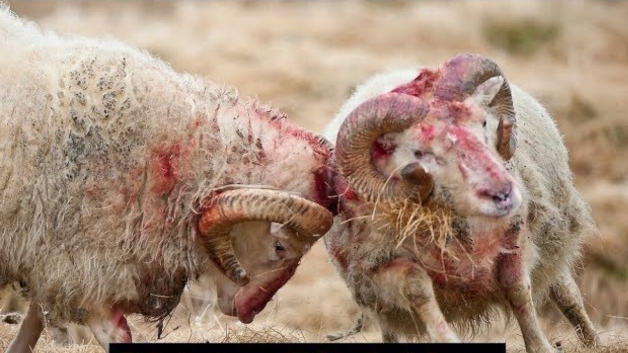 Epic Wild Animals Fight Big Horn Sheep