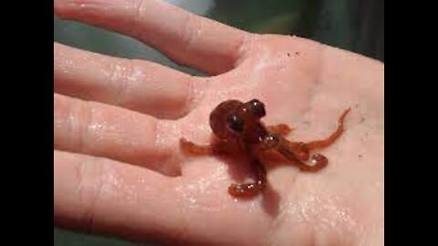 The cutest Octopus baby 2022
