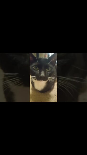 Kitty intro #shorts #shortsvideo #shortsfeed #catvideos #cat