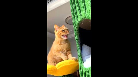 Super Funny cat 🐈 😺 shorts video