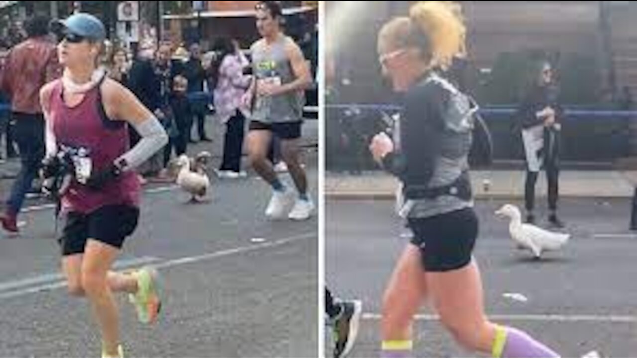 #athletic duck seen participating in marathon run