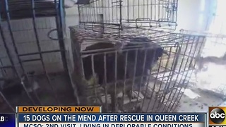 More than a dozen dogs removed from Queen Creek home