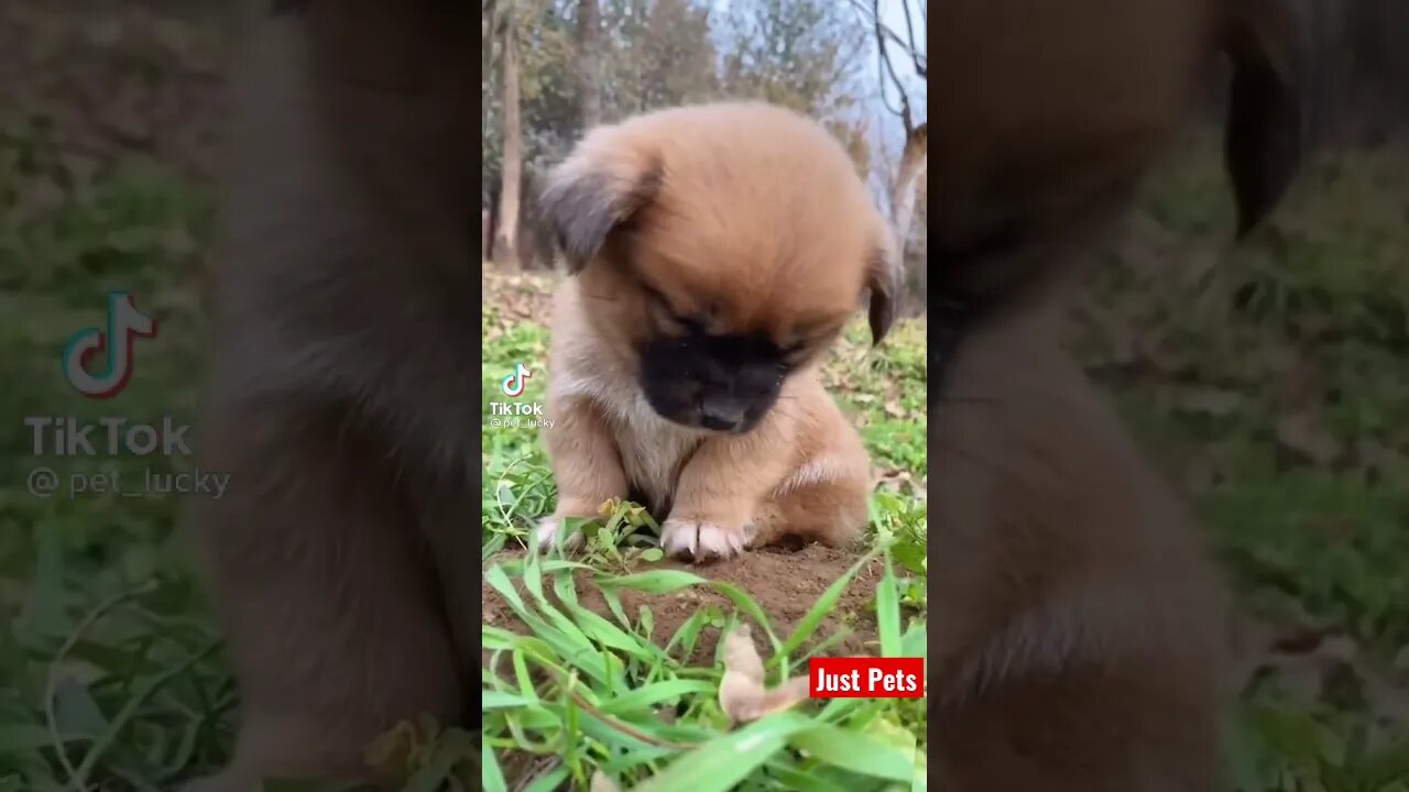 Cute puppy falling asleep #shorts #cute #tiktok #viral #dog