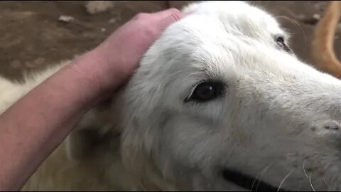 Lots of pats with lots of dogs Maremma pup and farm dogs