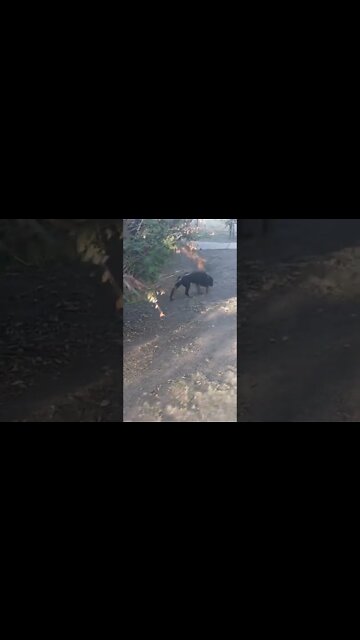 Rottweilers - Lil' (actually, Big Ed) & Faye. Growing At Quite The Pace.