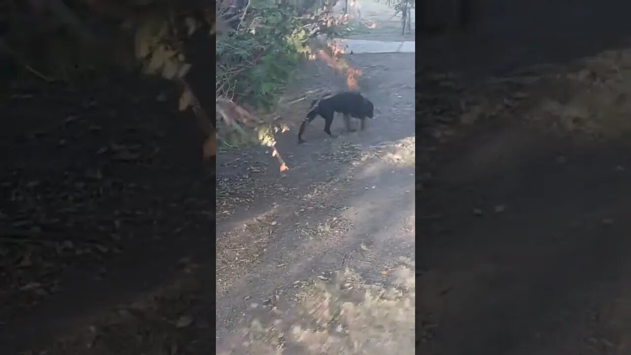 Rottweilers - Lil' (actually, Big Ed) & Faye. Growing At Quite The Pace.