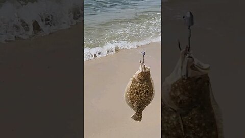 Lots of baby Flounder this afternoon.