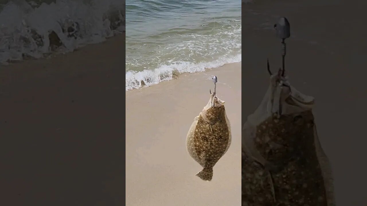 Lots of baby Flounder this afternoon.