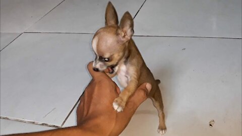 Pinscher already came with factory hatred