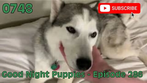 [0748] GOOD NIGHT PUPPIES - EPISODE 286 [#dogs #doggos #doggies #puppies #dogdaycare]