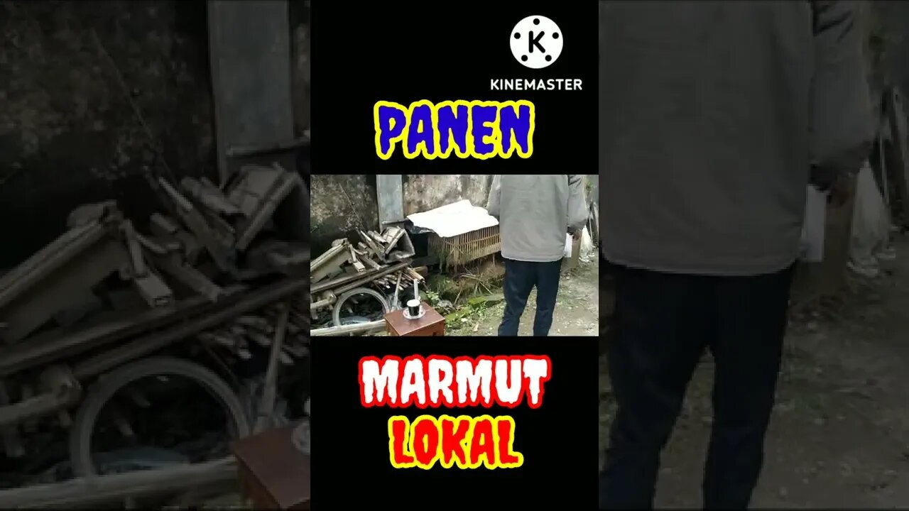 ALHAMDULILLAH PANEN MARMUT DAPAT JUTAAN RUPIAH #shorts #shortvideo