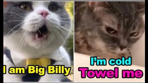 CATS TALKING !! THESE CATS CAN SPEAK ENGLISH BETTER THAN HOOMAN |