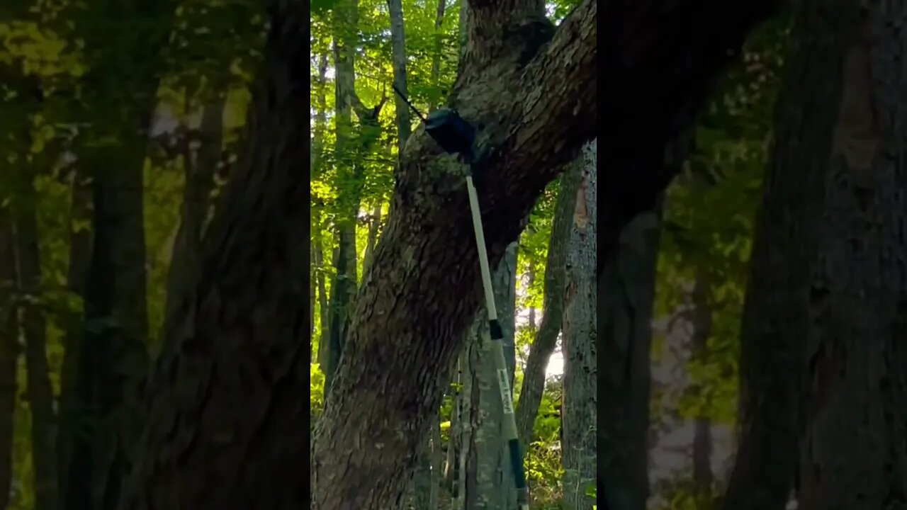 #shorts You have to hang them high. #moultrie #spyhigh #hunting #trailcam #outdoordrive